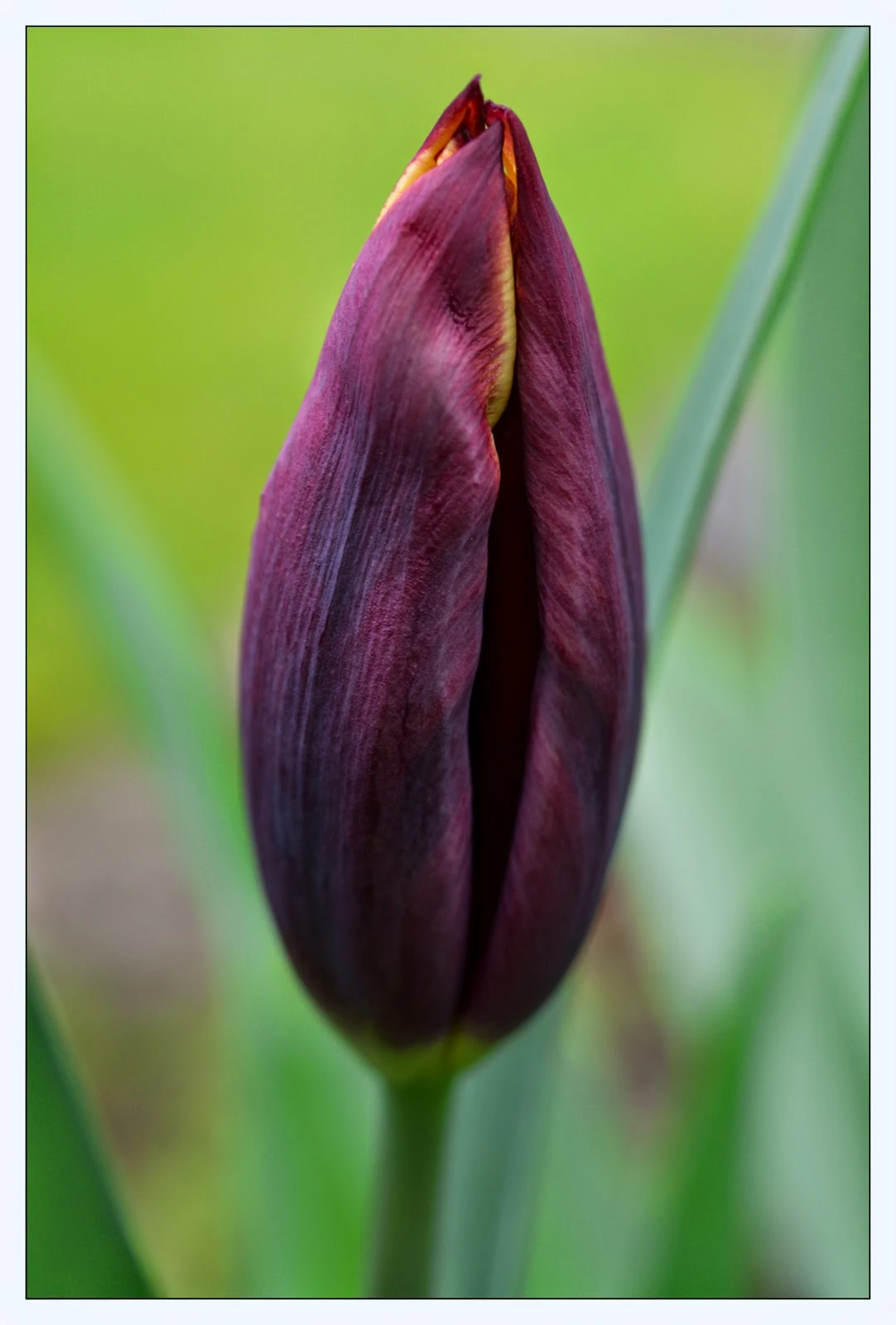 lila Tulpe.jpeg